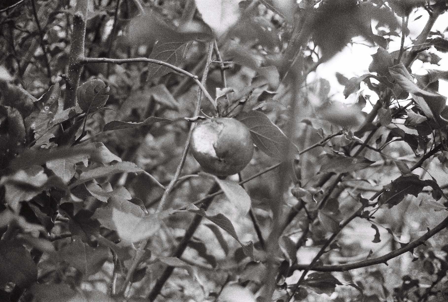 A black and white photograph of an apple in a tree with a bite taken from it - Kate HOLFORD - After Annie (2)