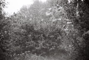 A black and white photograph of an apple tree in an orchard - Kate HOLFORD - After Annie #9
