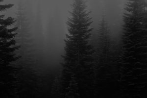 Dark trees in fog